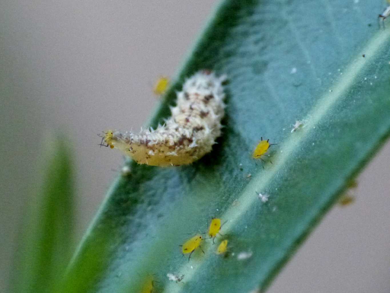 Larve di Syrphidae distruttrici di Aphis nerii